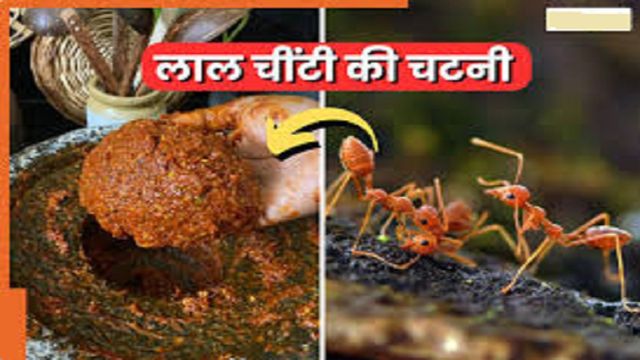 जंगल से हाट तक आदिवासी परंपरा की लाल चींटी चटनी बनी स्वाद और सेहत का नया Superfood
