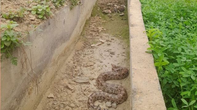 अजगर ने फैलाई मैनपुरी के एक गांव में दहशत, वनकर्मियों ने किया सुरक्षित रेस्क्यू
