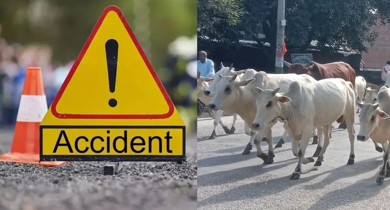 झज्जर में गोवंश बचाने के चक्कर में डिवाइडर से टकराई कार, हादसे में पूर्व सैनिक की मौत
