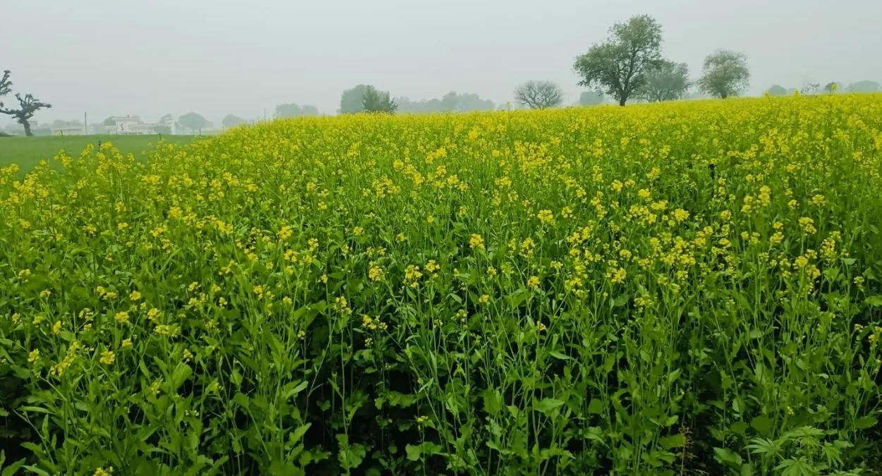 https://www.jagranimages.com/images/2026/01/07/article/image/Haryana-Crops-1767771053335.jpg