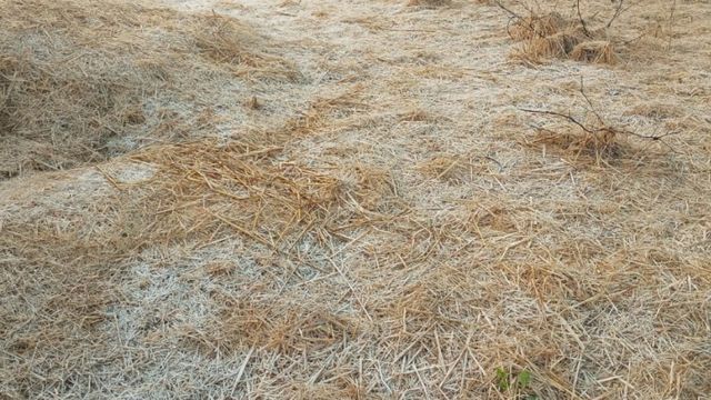 झारखंड में ठंड का कहर: फसलों में जमी बर्फ की चादर, 1.5 डिग्री पर पहुंचा पारा 
