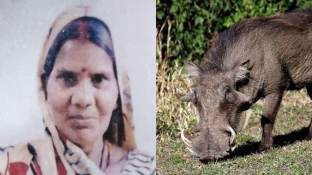खेत में घास काटने गई महिला को जंगली सुअर ने उतारा मौत के घाट, इलाके में दहशत
