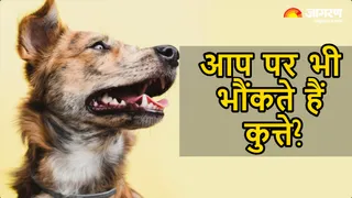 कुत्ते का भौंकना किस ओर करता है इशारा? (Image Source: AI-Generated)