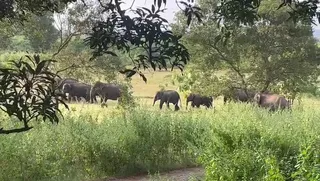 चक्रधरपुर-राउरकेला रेल खंड में रेल लाइन के समीप हाथियों का विचरण। (फाइल फोटो)