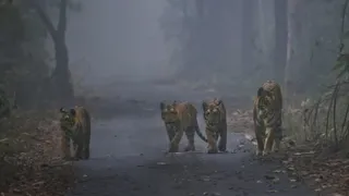 पीलीभीत टाइगर रिजर्व में विचरण करती बाघिन और उसके शावक। स्रोत गाइड