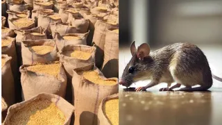 कवर्धा में 26,000 क्विंटल धान का गायब, क्या है असली खेला?