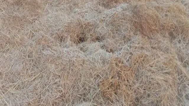 Jharkhand Weather Update: पलामू में 20 साल बाद सबसे कम तापमान, पारा गिरा 3.4 डिग्री पर; जनजीवन ठिठुरा﻿
