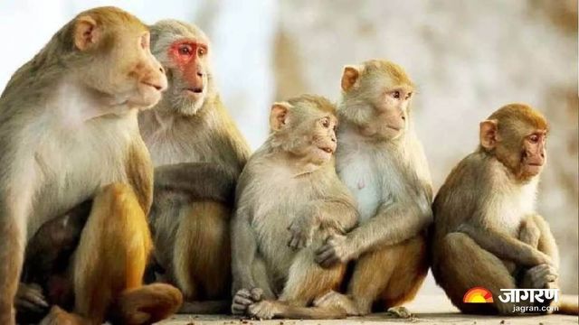 यूपी के इस जिले में बंदरों की मौत का सिलसिला जारी, अभी भी कई बीमार
