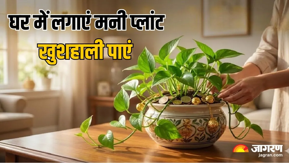 Money Plant Vastu Tips: इस दिशा में लगाएं मनी प्लांट, चंद दिनों में चमकेगा आपका भाग्य