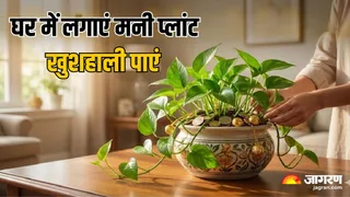 Money Plant Ke Niyam: मनी प्लांट लगाने के नियम (Image Source: AI-Generated)