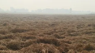 सरकारी जमीन पर खड़ी धान फसल खेतों में बर्बाद