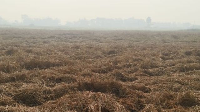 99 एकड़ सरकारी जमीन पर खड़ी धान फसल खेतों में बर्बाद, 70% नष्ट; गोलीबारी के बाद भी नहीं हुई कटनी
