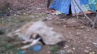 अमृतसर में बैल और गाय को दिया जहर, पुलिस ने शुरू की जांच।