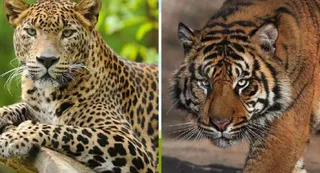 तस्वीर का इस्तेमाल प्रतीकात्मक प्रस्तुतीकरण के लिए किया गया है। जागरण