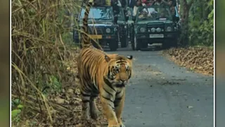 बाघ का शाही अंदाज