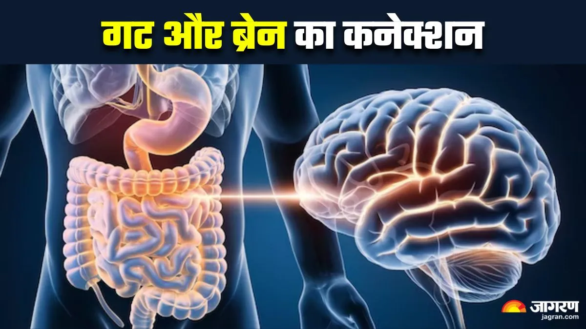 क्यों 'गट' को कहा जाता है शरीर का 'दूसरा दिमाग'? डॉक्टर ने समझाया कैसे हाजमा तय करता है आपका मूड
