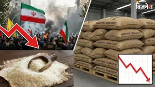 ईरान में हाहाकार से भारत को नुकसान, बासमती चावल के निर्यात पर बड़ा असर; घटकर इतनी रह गई कीमत

