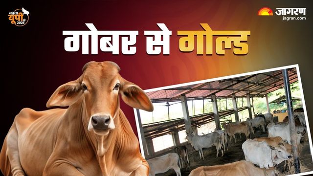 अब रसोई और वाहनों में दौड़ेगी गाय के गोबर से बनी गैस, यूपी में 26 सीबीजी प्लांट हुए शुरू