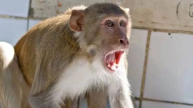 कानपुर के चौबेपुर में बंदीमाता मार्ग पर मृत मिले 13 बंदर, जहर देने की आशंका
