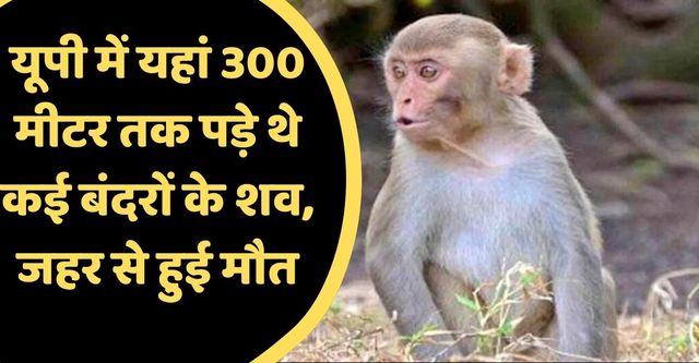 Monkey Death Mystery: यूपी में यहां 300 मीटर तक पड़े थे कई बंदरों के शव, आखिर क्यों दिया गया जहर या कोई हादसा? 
