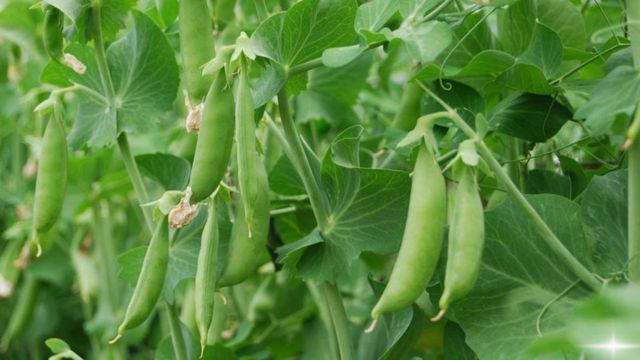 लोहरदगा के मटर की तीन राज्यों में डिमांड, किसानों को मिल रहा अच्छा मुनाफा 
