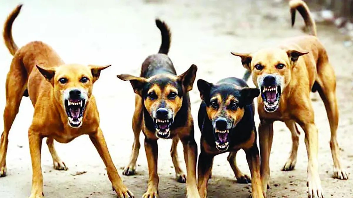 the government will provide compensation of up to rs 5 lakh for disability or death due to dog bite victims and families with this much income will be eligible