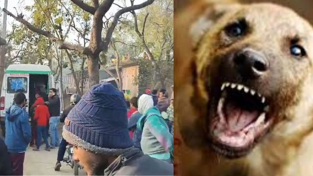 अंबेडकरनगर में पागल कुत्ते का खौफ: एक ही गांव के 11 लोगों को काटा, मची अफरा-तफरी
