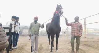 68 इंच लंबा काले रंग का मारवाड़ी नस्ल का घोड़ा शिवराज।