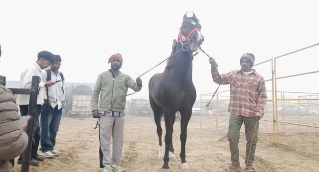 मुक्तसर पशु मंडी में दो करोड़ का 68 इंच लंबा मारवाड़ी घोड़ा बना आकर्षण का केंद्र, पंछी-बिल्लियां भी प्रदर्शित
