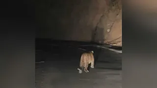 छिबरो पावर हाउस के पास मंगलवार देर शाम सड़क पर चहलकदमी करता दिखा गुलदार। ग्रामीण