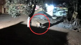 आश्रम परिसर में बाघ की चहलकदमी (वीडियो ग्रैब)