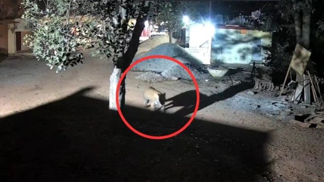 सतना में आश्रम परिसर में बेखौफ टहलता दिखा बाघ, सीसीटीवी में कैद हुई घटना, Video वायरल