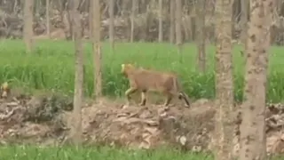 रुहालकी गांव के खेत में खडा गुलदार । इंटरनेट मीडिया