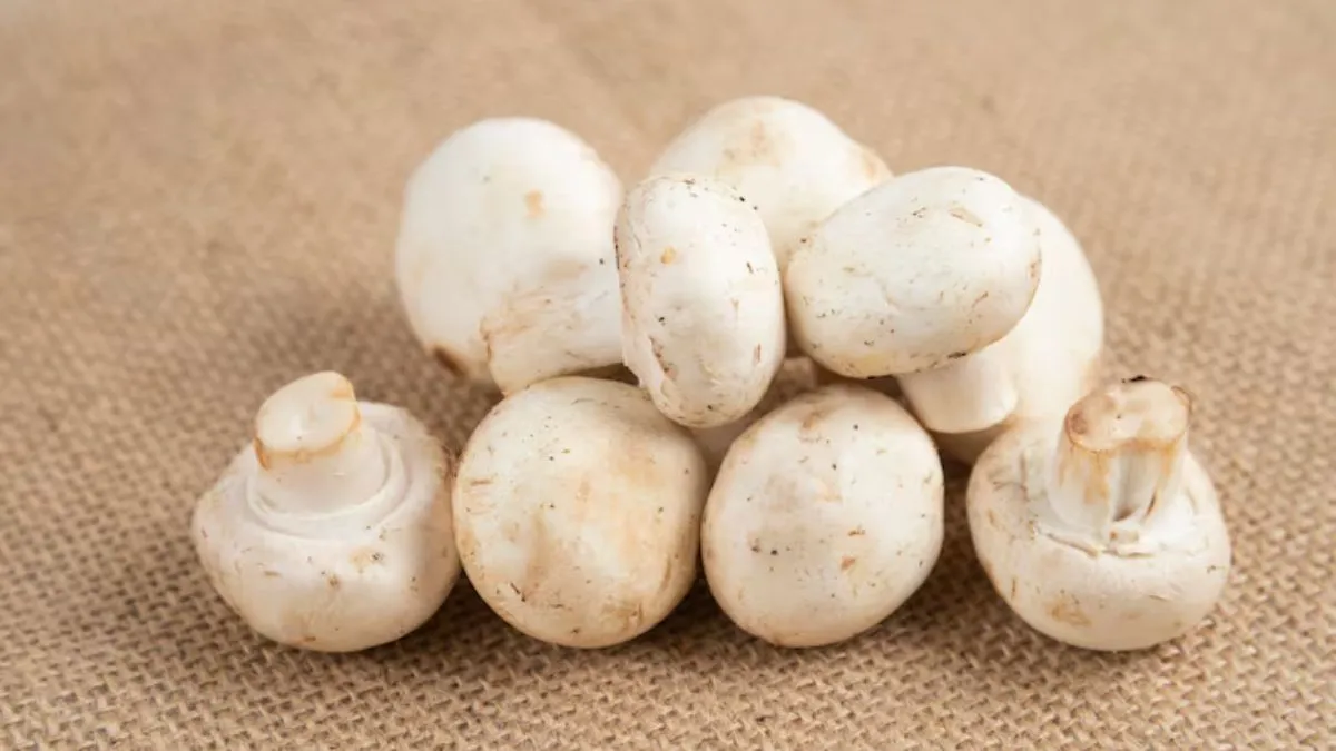 डायबिटीज और मोटापे के लिए वरदान है मिल्की मशरूम, पढ़िए इसे खाने के 8 कमाल के फायदे
