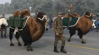 लद्दाख के डबल-हंप यानी दो कूबड़ वाले बैक्ट्रियन ऊंट पहली बार गणतंत्र दिवस परेड में दिखेंगे। सभी फोटो: ध्रुव कुमार