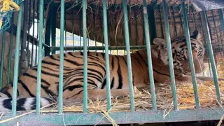 बाघ को पिंजरे में कैद कर लिया गया