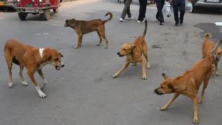 आवारा कुत्ते। जागरण