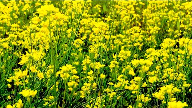 अब सरसों की फसल नहीं होगी खराब: किसान गोष्ठी में मिला लाही से बचाव का आसान तरीका