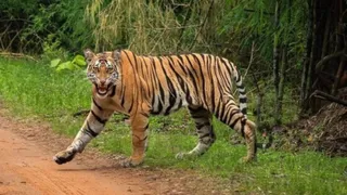 सांकेतिक तस्वीर।
