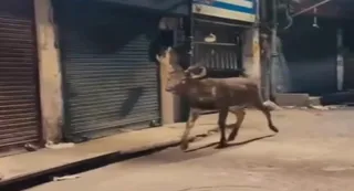 जालंधर में सरेआम घूमता सांभर।