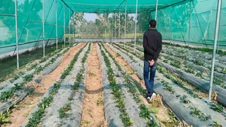 PM Dhan Dhanya Krishi Yojana किसानों के लिए खुशखबरी, पीएम धन धान्य कृषि योजना से नगदी फसलों की खेती को बढ़ावा दिया जाएगा।