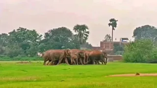 हाथियों के हमले से झारखंड के ग्रामीण क्षेत्र के लोग परेशान। ( प्रतीकात्मक फोटो)