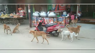कचहरी के पास टहलता आवारा कुत्तों का झुंड