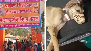 गांव नंदपुर के मंदिर में भंडारा आयोजित, कुत्ते का फाइल फोटो