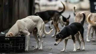 तेलंगाना में 100 कुत्तों की मौत। प्रतीकात्मक तस्वीर