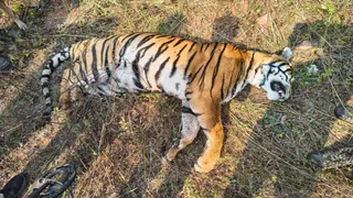 जंगल में मृत मिली बाघिन।