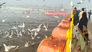 माघ मेला संगम में साइबेरियन पक्षियों की अठखेलियां श्रद्धालुओं के आकर्षण का केंद्र बने हैं।