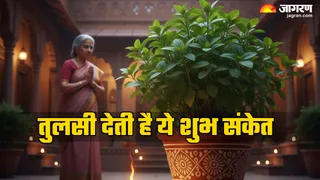 तुलसी के पौधे से जुड़े संकेत (Image Source: AI-Generated)