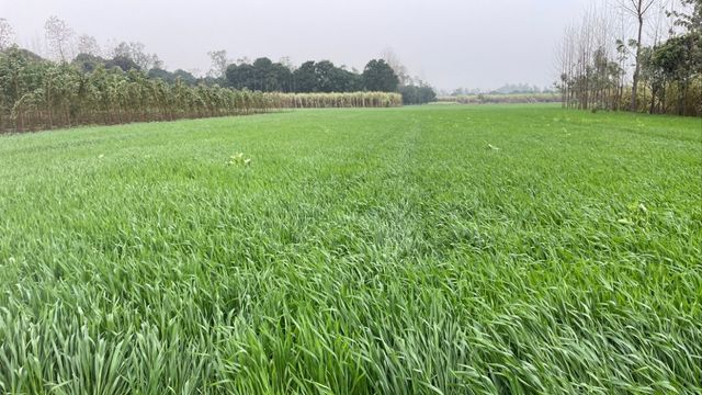 गेहूं की फसल के लिए वरदान बनी जनवरी की बूंदाबांदी, किसानों को होगा अब बंपर मुनाफा?
