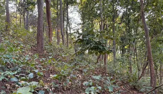 कोल्हान रेंज के सारंडा जंगल में जंग जारी है।